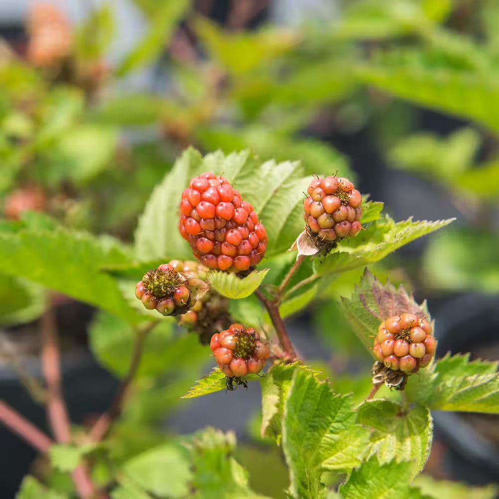 1 Gal. Arapaho Blackberry Bush in Grower'S Pot, Large Berries Ripen during Summer