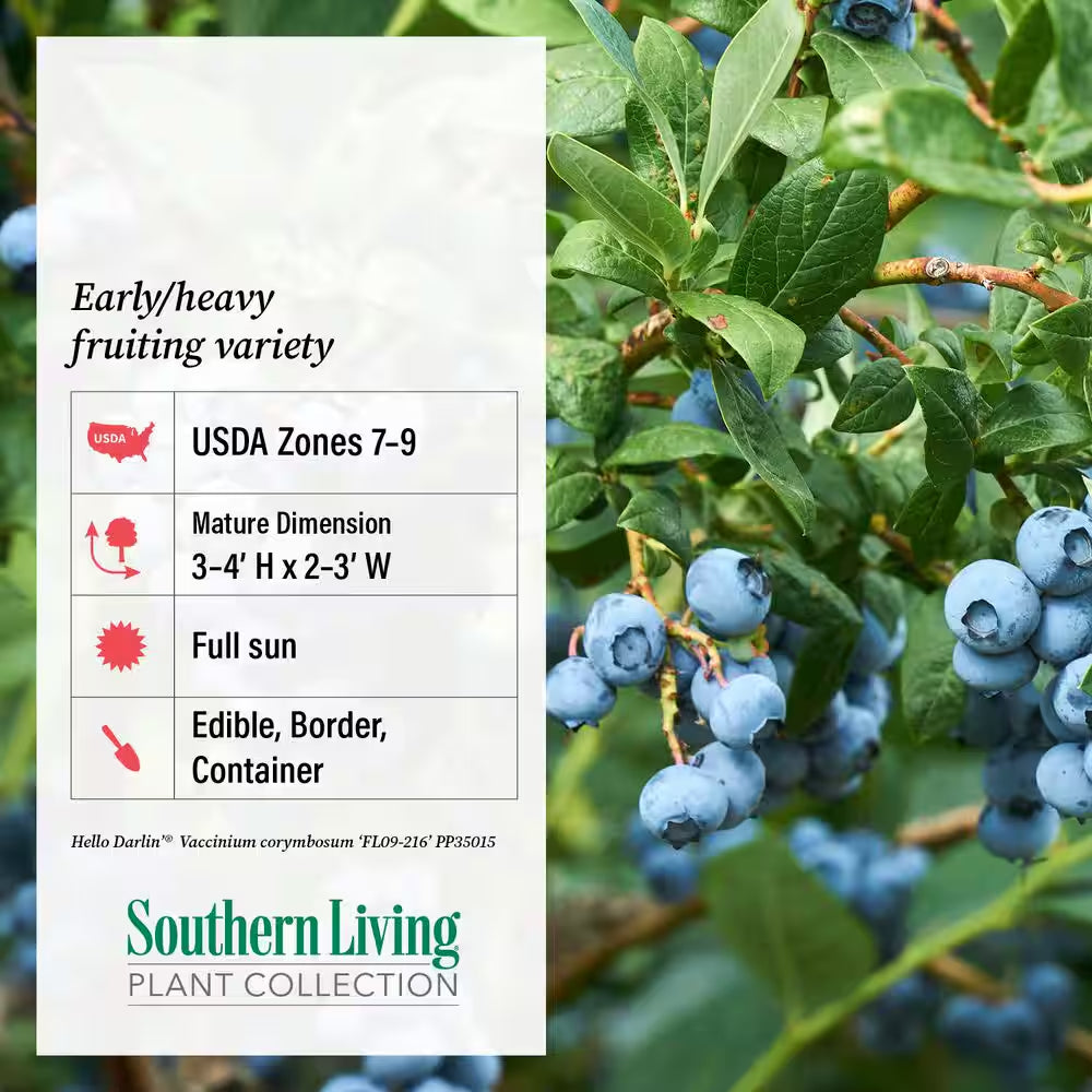 2 Gal. Hello Darlin Blueberry Plant - Live Fruit-Bearing Berry Bush