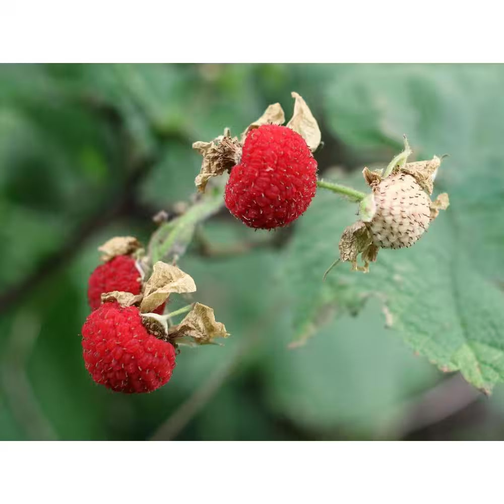 1 Gal. Thimbleberry Native Fruiting Shrub with Clusters of Sweet Red Fruit