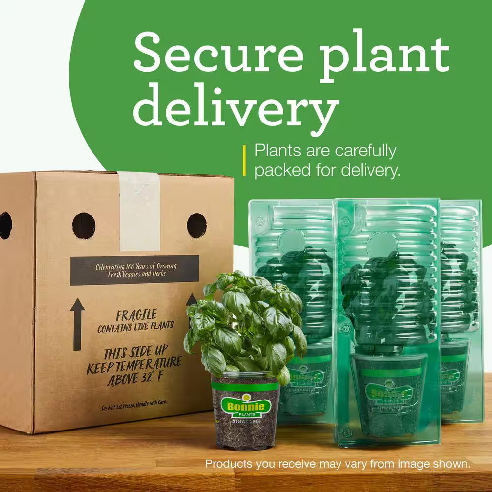 2.32 Qt. Lemongrass, Live Plant