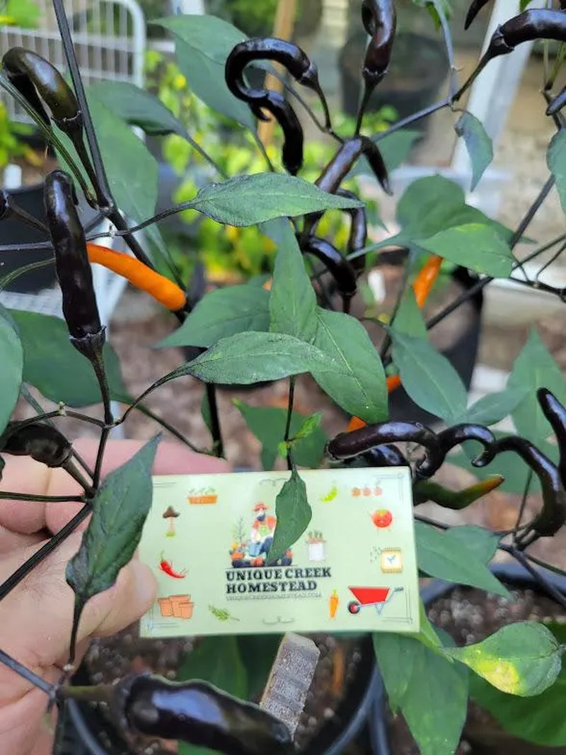RARE Thai HALLOWEEN Chili Pepper Seeds Zombie Fingers Reaching Upwards 100,000+ Scoville Unique Creek Homestead Rare Exotic Chili Peppers