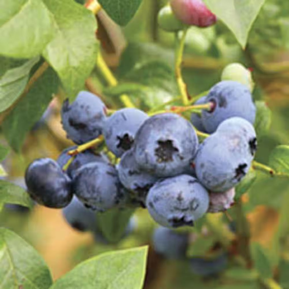 2.5 Qt. Woodard Blueberry Plant - Live Fruit-Bearing Rabbiteye Bush Variety