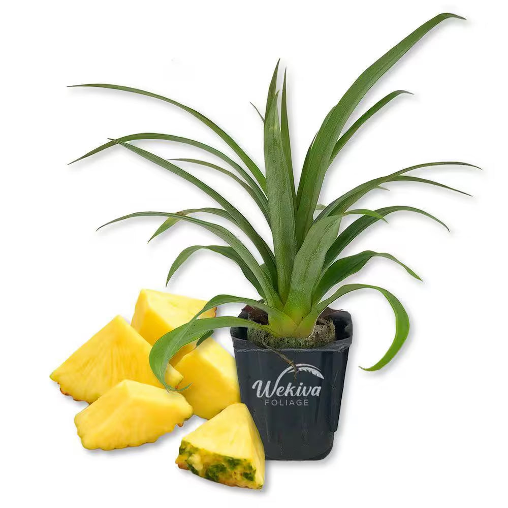 Elite Gold Pineapple Plant-1 Live Starter Plant-Ananas Comosus