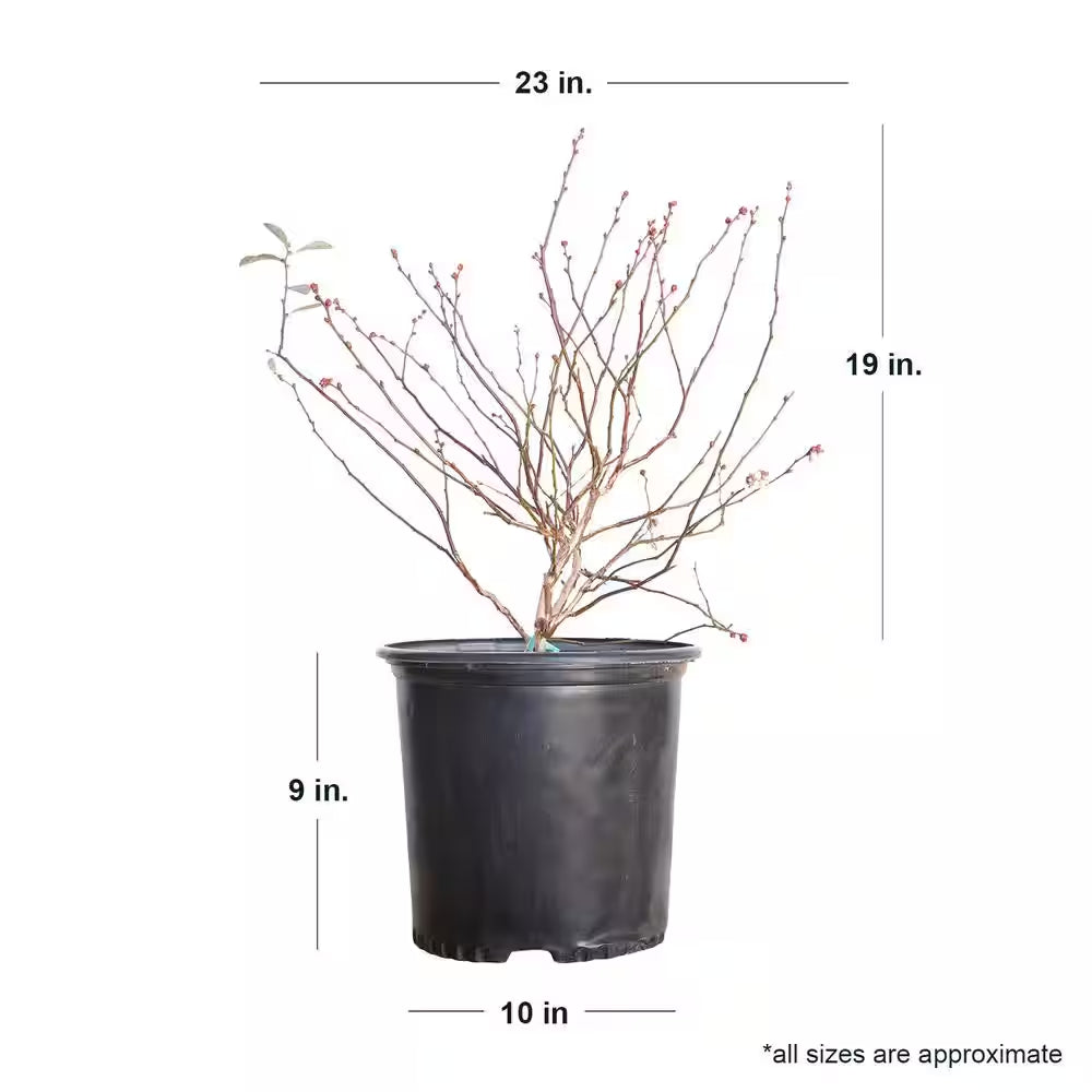 2.5 Gal. Becki Blueberry Plant - Live Fruit-Bearing Rabbiteye Bush Variety