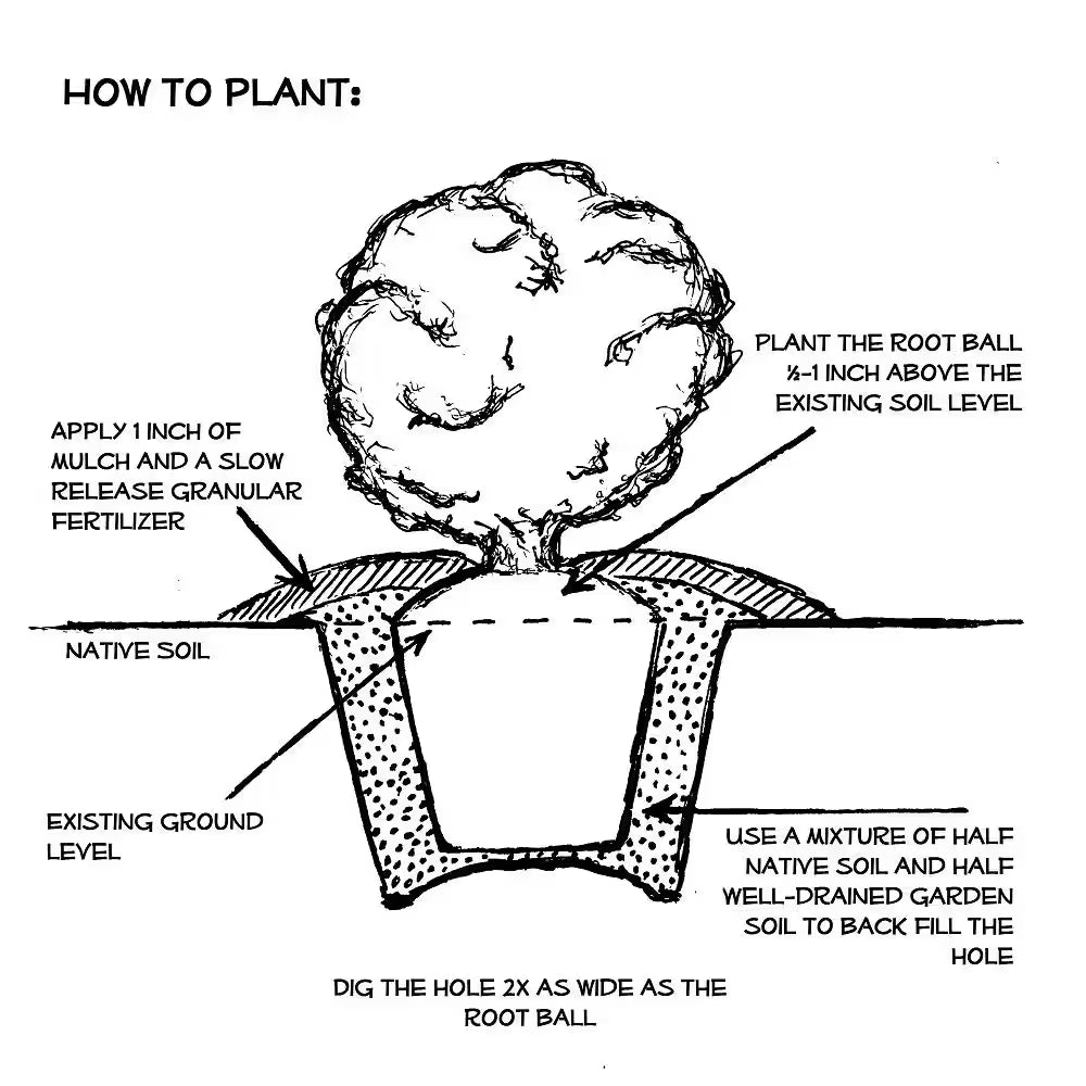 2 Gal. Hello Darlin Blueberry Plant - Live Fruit-Bearing Berry Bush