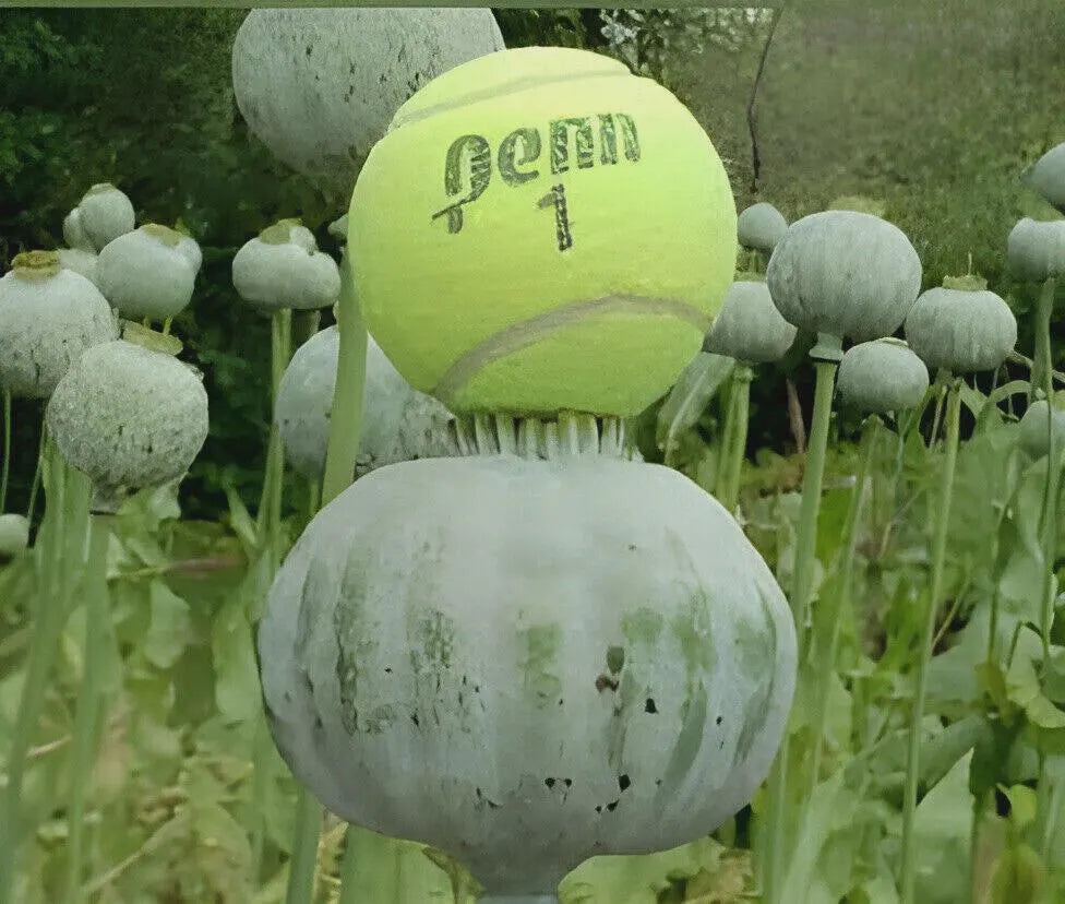 1000 Giant Rattle Poppy Seeds – P. Somniferum | Huge Pink & White Blooms | Heirloom Flower | Attracts Pollinators