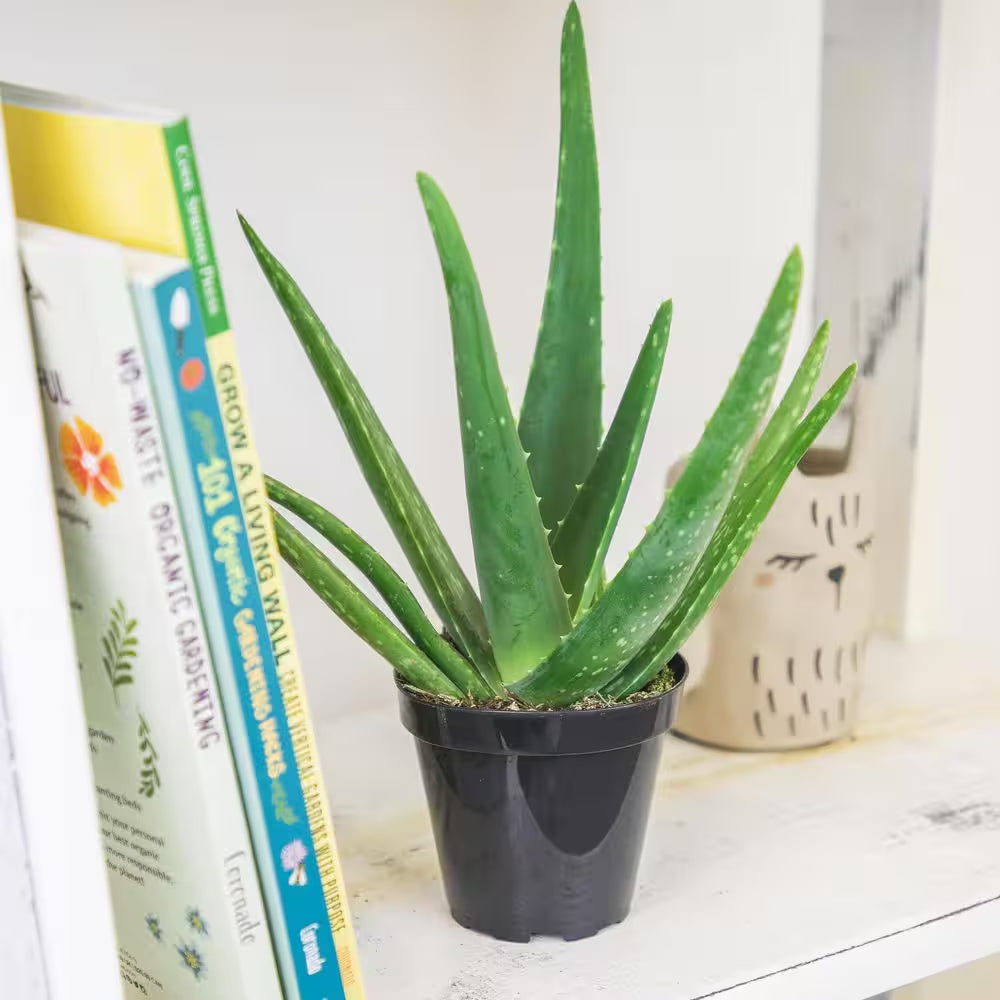 Live Aloe Vera Succulent Plants (3-Pack), 3.5In. Grower Pots, Easy Live Houseplants, Approx 10In. Tall,Indoor Succulents