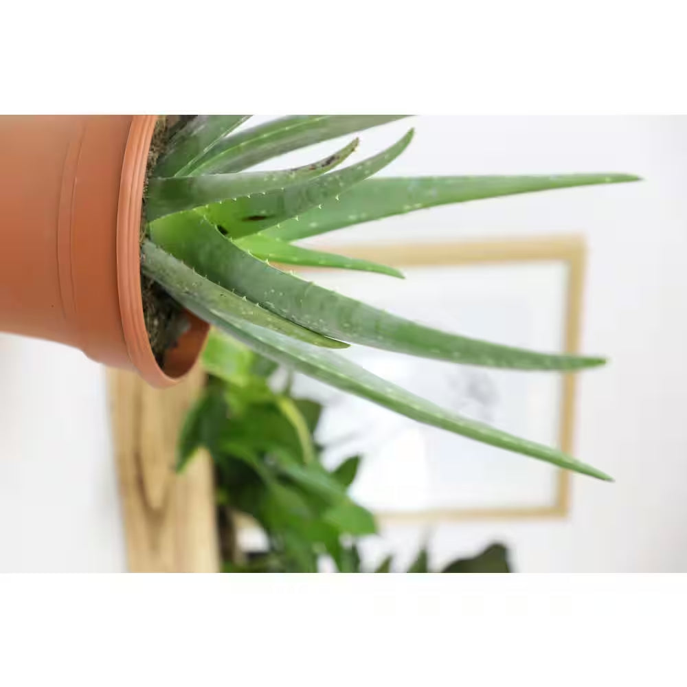 Live Aloe Vera Succulent Plants (3-Pack), 3.5In. Grower Pots, Easy Live Houseplants, Approx 10In. Tall,Indoor Succulents