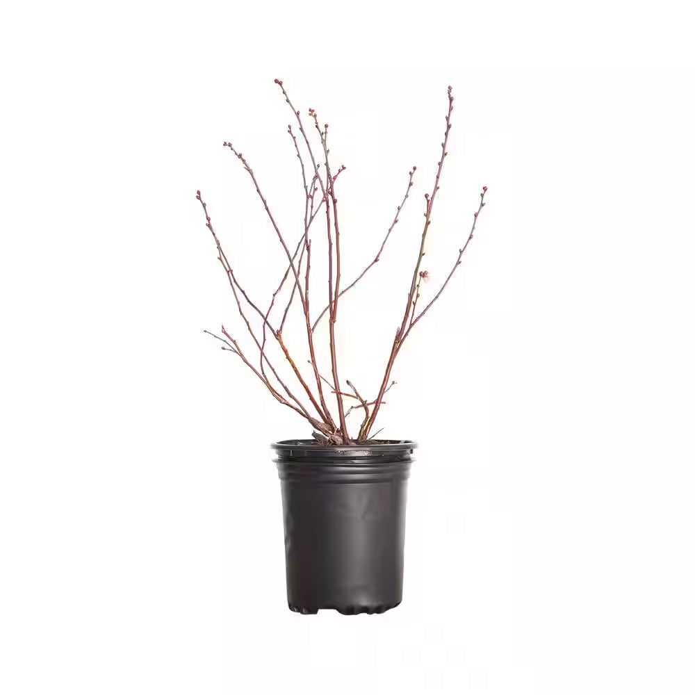 2.5 Qt. Woodard Blueberry Plant - Live Fruit-Bearing Rabbiteye Bush Variety