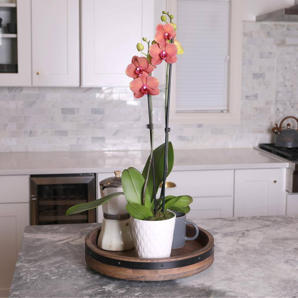 Premium Orchid (Phalaenopsis) Salmon Plant in 5 In. White Ceramic Pottery