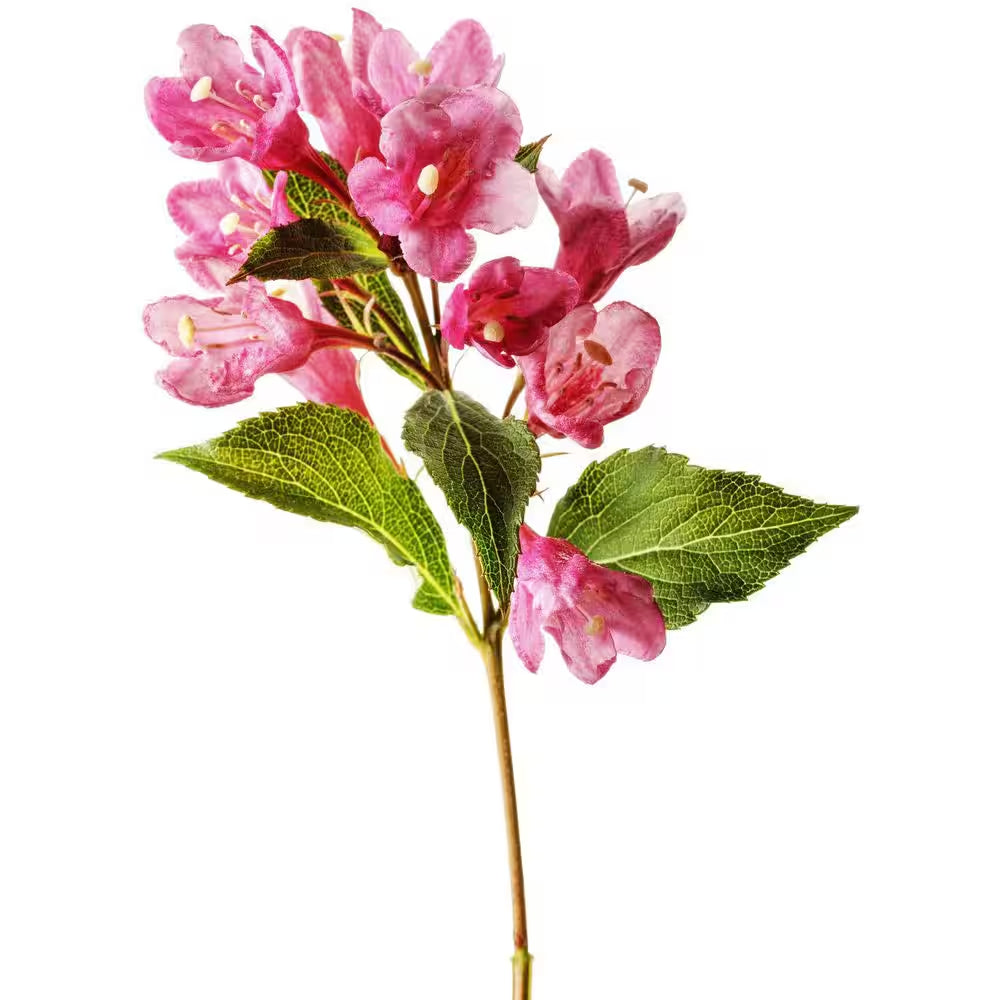 2 Gal. Sonic Bloom Pink Weigela Live Shrub with Hot Pink Reblooming Flowers