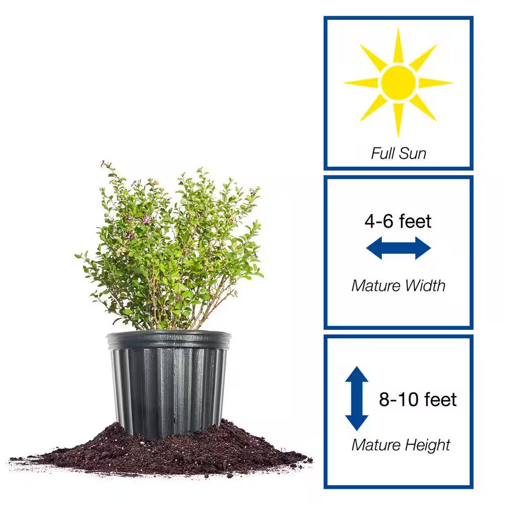 Goji Berry Plant 1 Gal., Growers Pot, Fruit Bearing Shrub