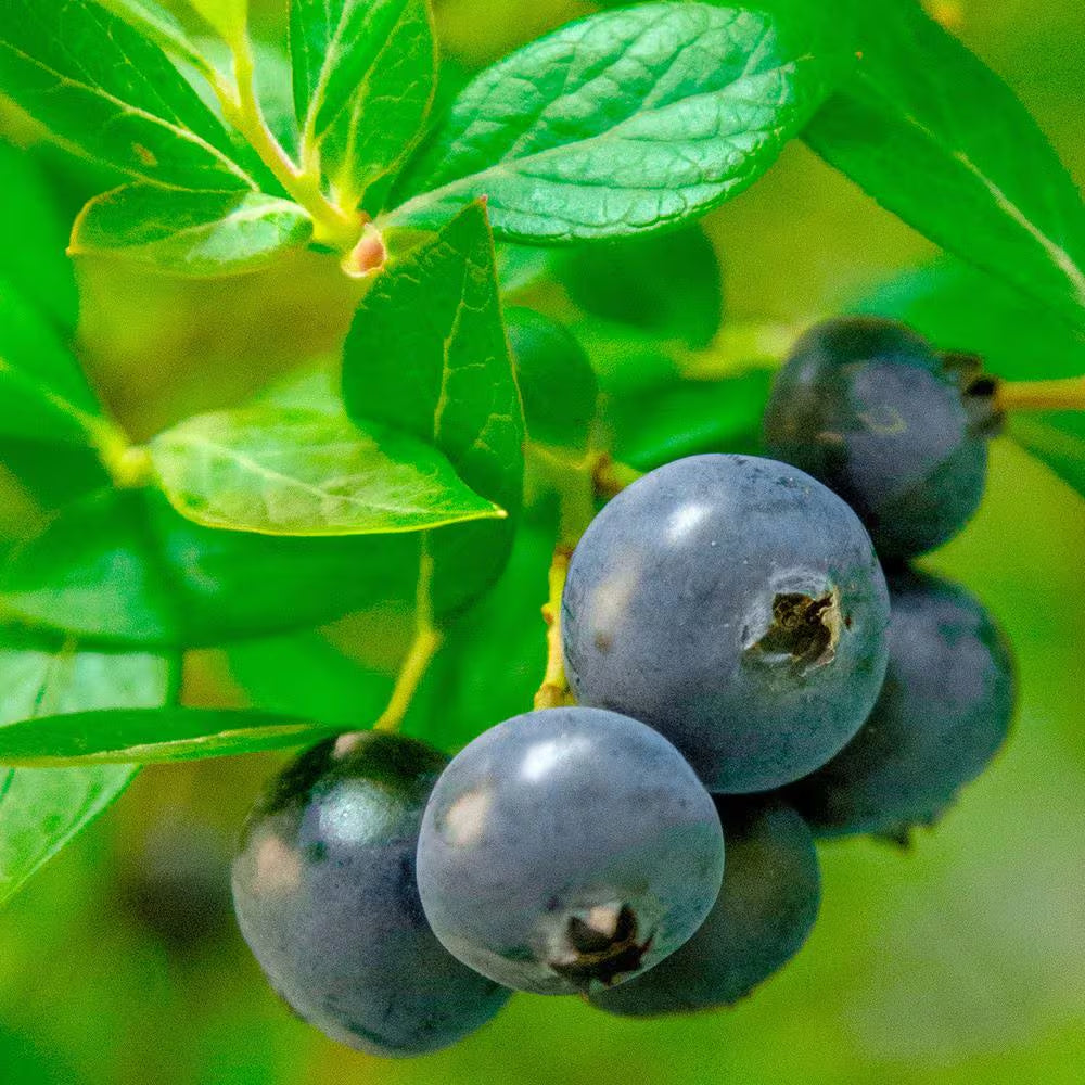 2 Gal. Hello Darlin Blueberry Plant - Live Fruit-Bearing Berry Bush