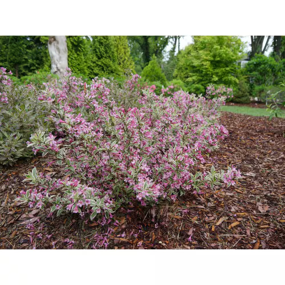 1 Gal. My Monet Purple Effect Weigela Live Plant, Purple Flowers
