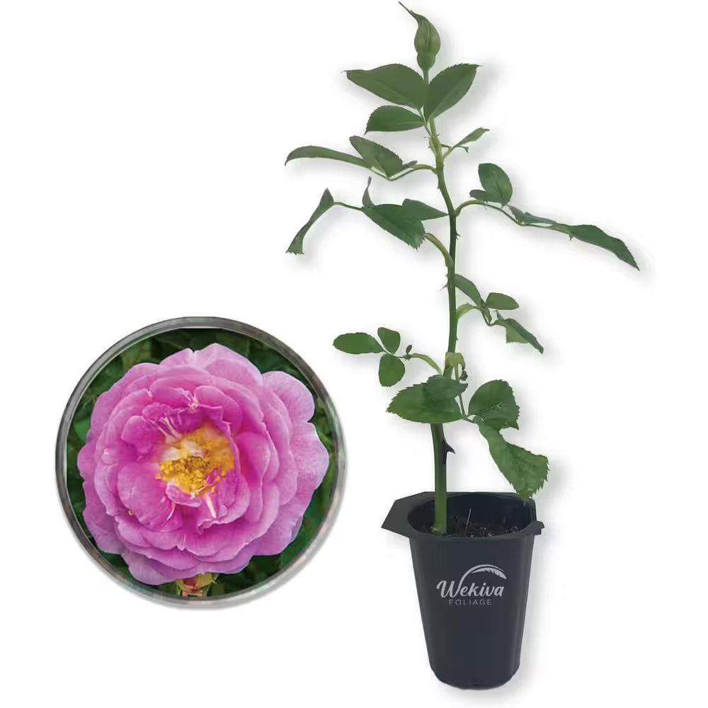 Arctic Blue Rose Bush-Live Starter Plant in a 2 Inch Pot-Beautifully Fragrant Rose from Florida