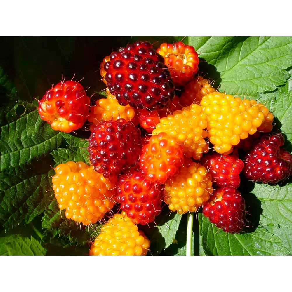 1 Gal. Salmonberry Native Shrub with Golden Sweet Fruit Similar to Raspberry