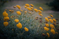 Bulk Golden Yellow Yarrow Seeds, Medicinal Native Plants, Achillea Filipendulina AC011C