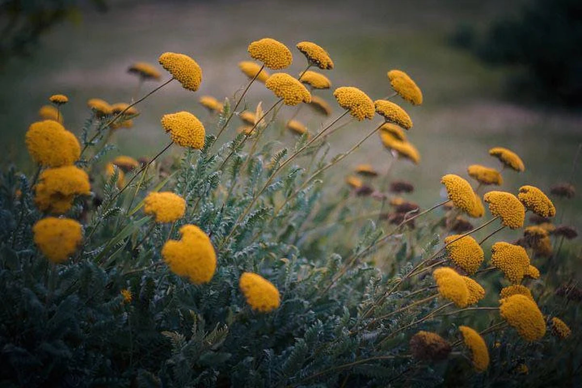 Bulk Golden Yellow Yarrow Seeds, Medicinal Native Plants, Achillea Filipendulina AC011C
