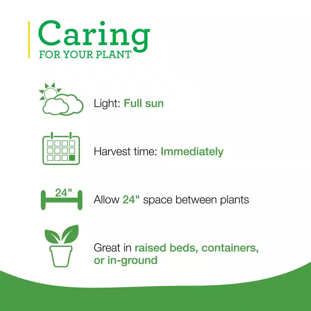 2.32 Qt. Lemongrass, Live Plant