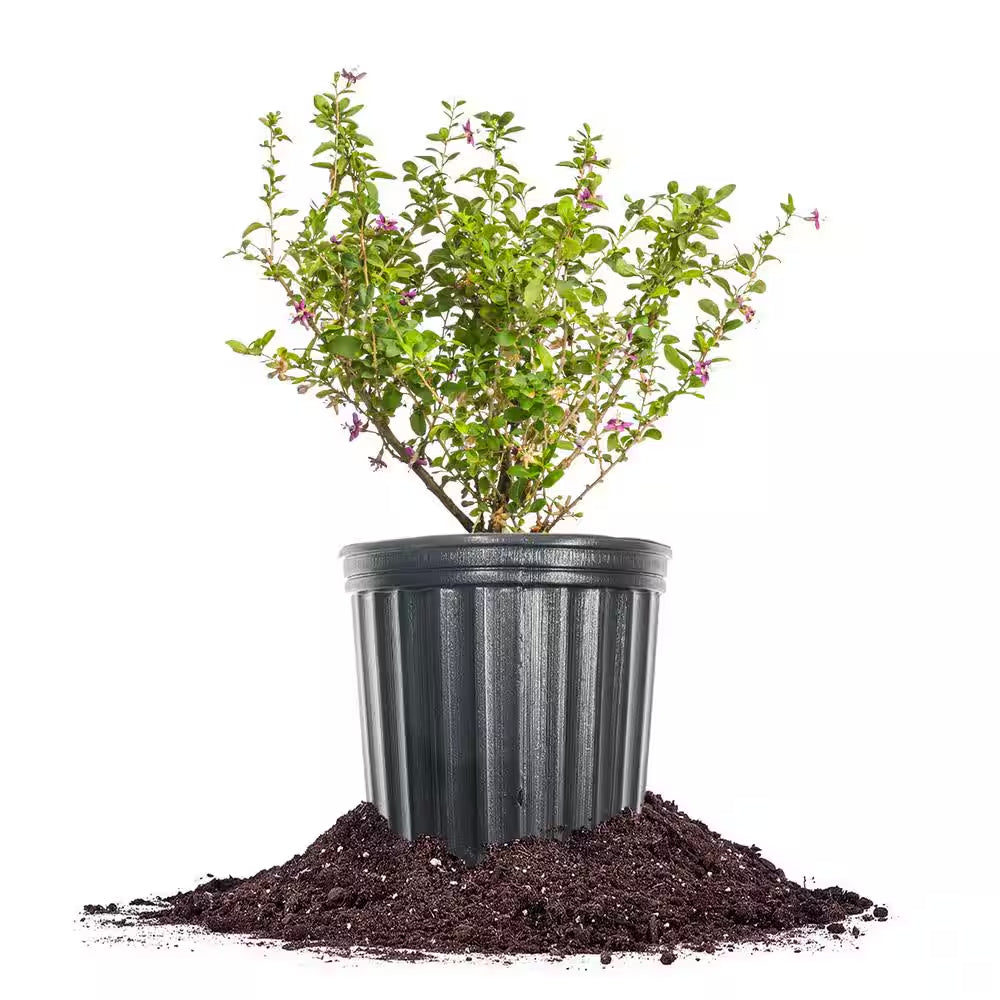 Goji Berry Plant 1 Gal., Growers Pot, Fruit Bearing Shrub