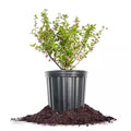 Goji Berry Plant 1 Gal., Growers Pot, Fruit Bearing Shrub