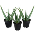 Live Aloe Vera Succulent Plants (3-Pack), 3.5In. Grower Pots, Easy Live Houseplants, Approx 10In. Tall,Indoor Succulents
