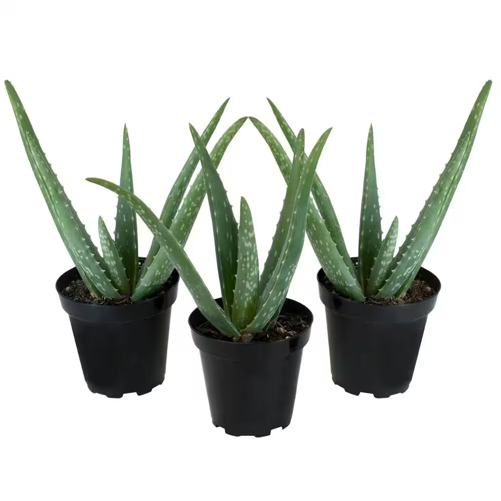 Live Aloe Vera Succulent Plants (3-Pack), 3.5In. Grower Pots, Easy Live Houseplants, Approx 10In. Tall,Indoor Succulents