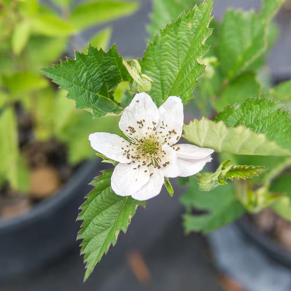 1 Gal. Arapaho Blackberry Bush in Grower'S Pot, Large Berries Ripen during Summer