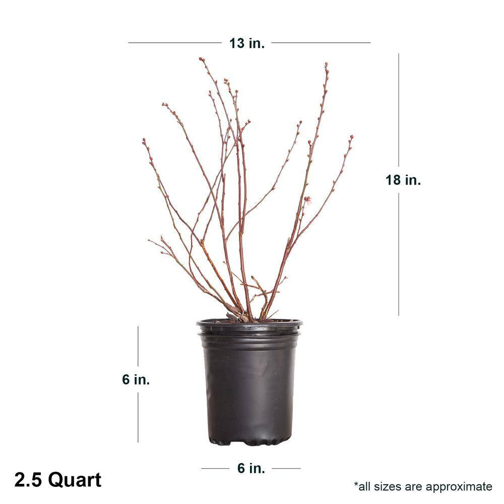 2.5 Qt. Woodard Blueberry Plant - Live Fruit-Bearing Rabbiteye Bush Variety