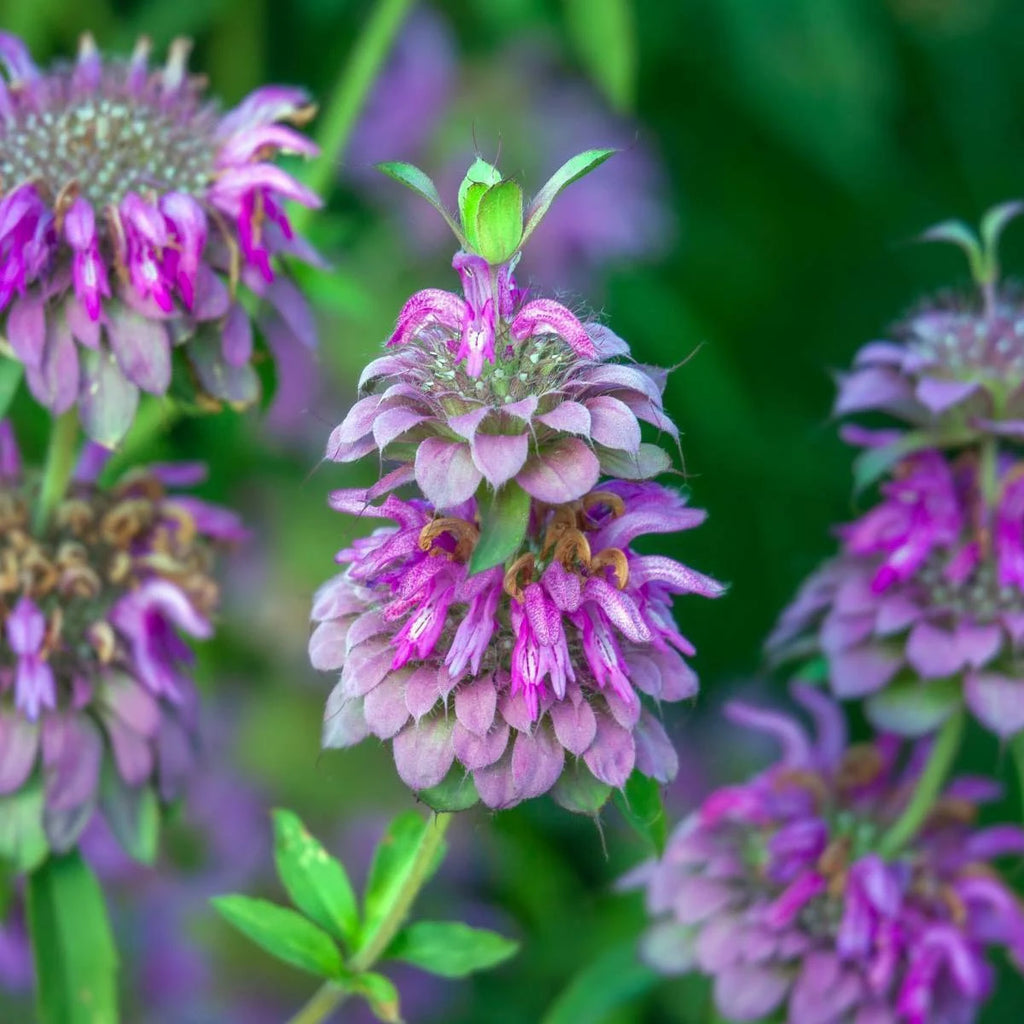 Bulk Lemon Mint Bergamot Herb Seeds, Monarda Citriodora MO042C