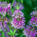 Bulk Lemon Mint Bergamot Herb Seeds, Monarda Citriodora MO042C