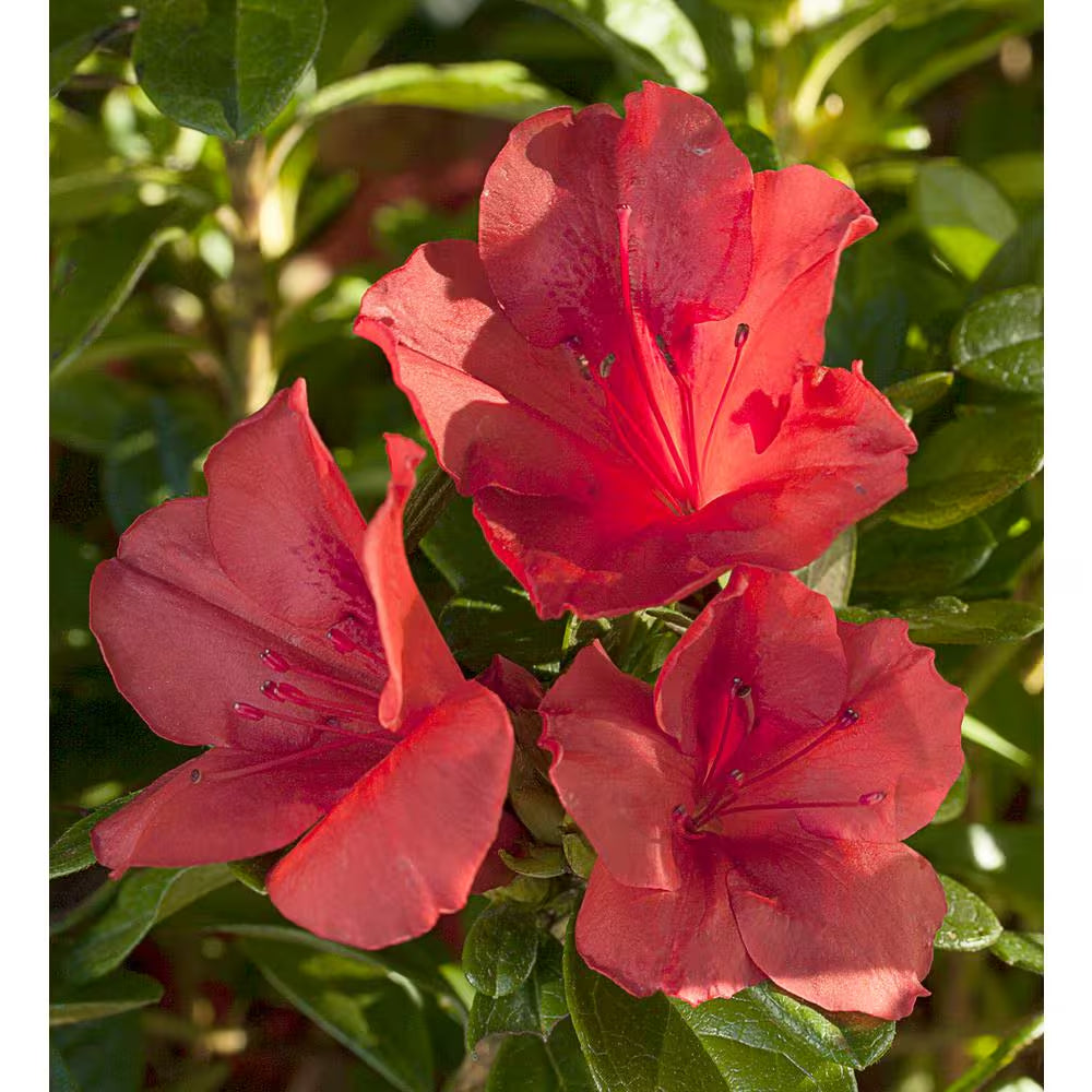 1 Gal. Autumn Sunset Azalea Live Reblooming Shrub with Semi-Double Bright Red Flowers