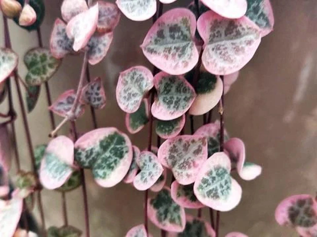 SPECIAL SALE - Rare Pink Variegated String of Hearts Plant Live in Pot Perfect Gift House Plant Ppp Low Light Indoor Plants
