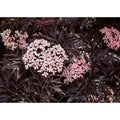 4.5 In. Qt. Black Lace Elderberry (Sambucus) Live Shrub, Pink Flowers