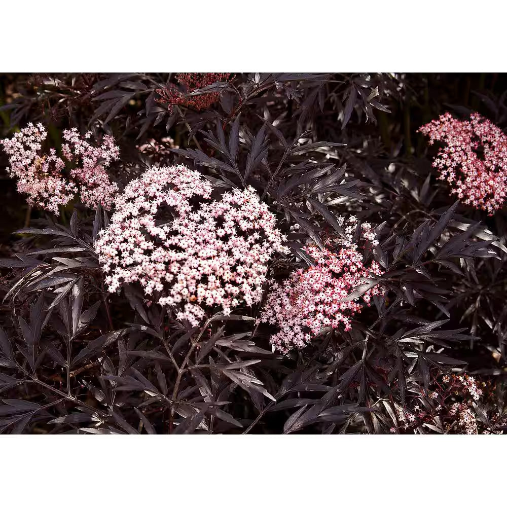 4.5 In. Qt. Black Lace Elderberry (Sambucus) Live Shrub, Pink Flowers