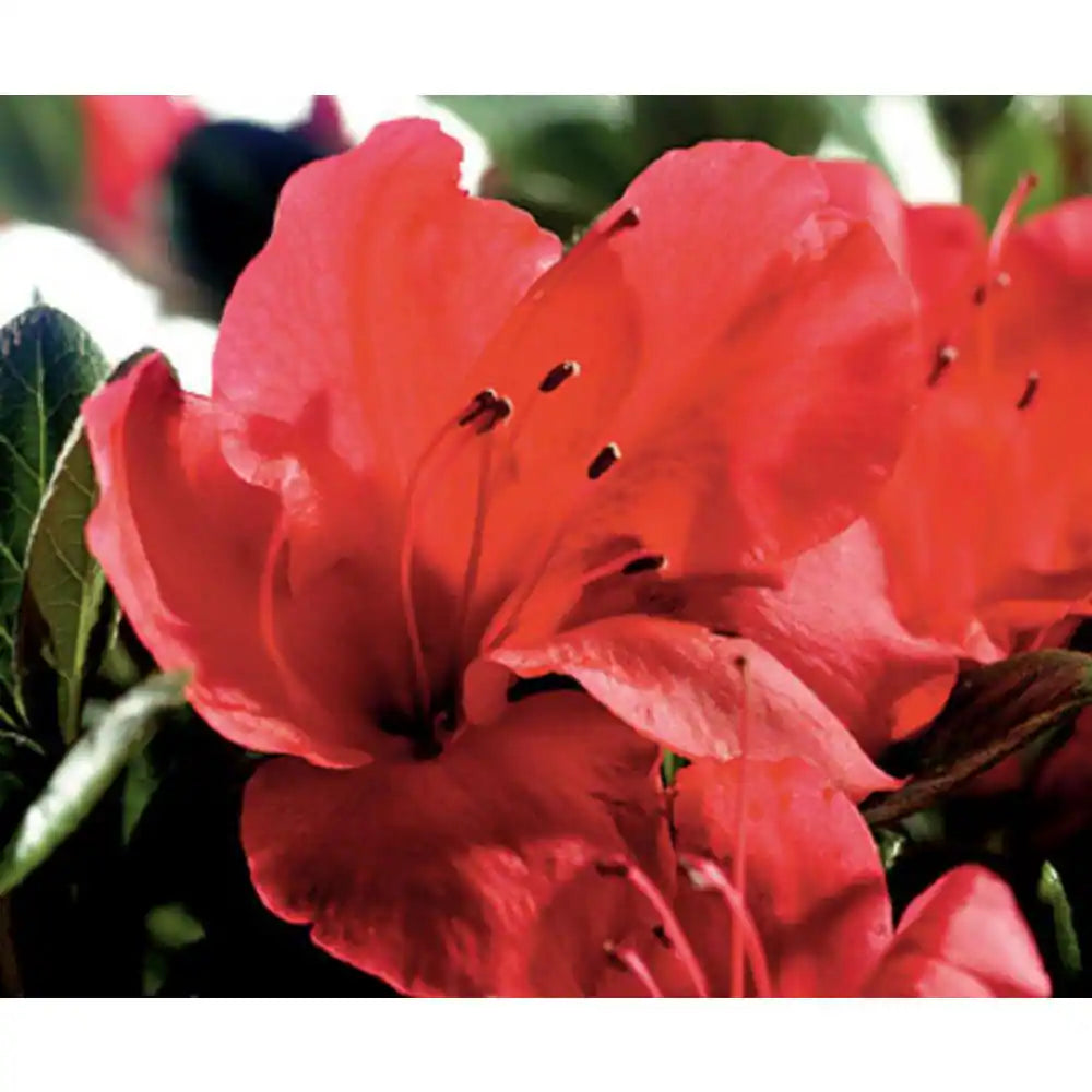 1 Gal. Autumn Sunset Azalea Live Reblooming Shrub with Semi-Double Bright Red Flowers