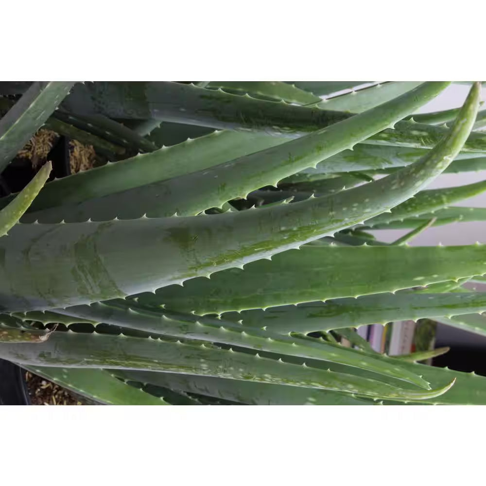 Live Aloe Vera Succulent Plants (3-Pack), 3.5In. Grower Pots, Easy Live Houseplants, Approx 10In. Tall,Indoor Succulents