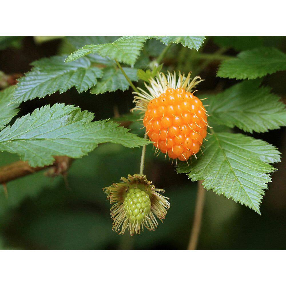 1 Gal. Salmonberry Native Shrub with Golden Sweet Fruit Similar to Raspberry