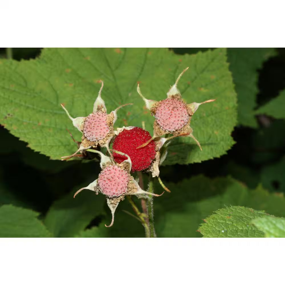1 Gal. Thimbleberry Native Fruiting Shrub with Clusters of Sweet Red Fruit