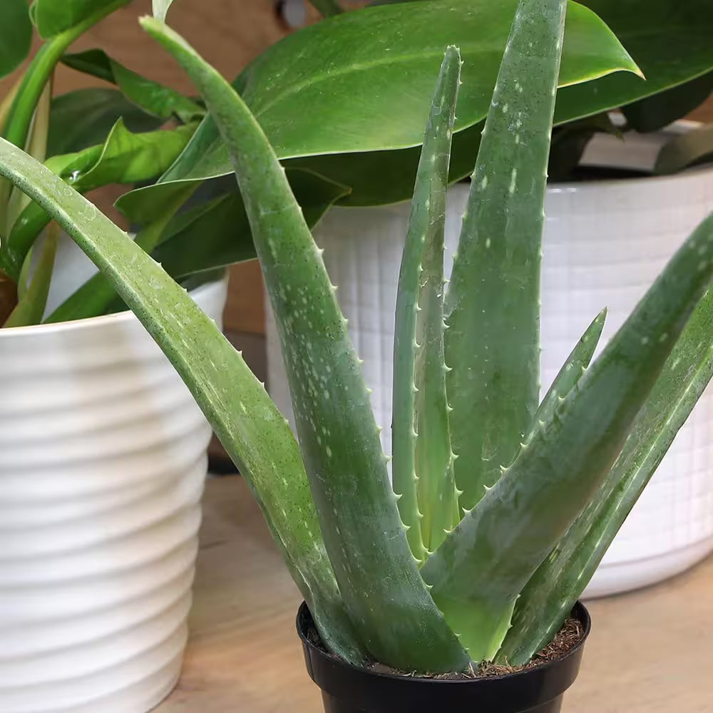 Live Aloe Vera Succulent Plants (3-Pack), 3.5In. Grower Pots, Easy Live Houseplants, Approx 10In. Tall,Indoor Succulents