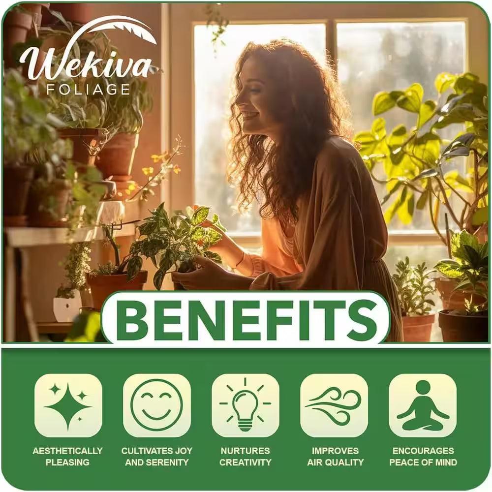 Arctic Blue Rose Bush-Live Starter Plant in a 2 Inch Pot-Beautifully Fragrant Rose from Florida