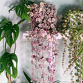SPECIAL SALE - Rare Pink Variegated String of Hearts Plant Live in Pot Perfect Gift House Plant Ppp Low Light Indoor Plants