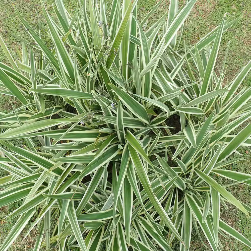 3 Gal. Dianella Flax Lilly Plant