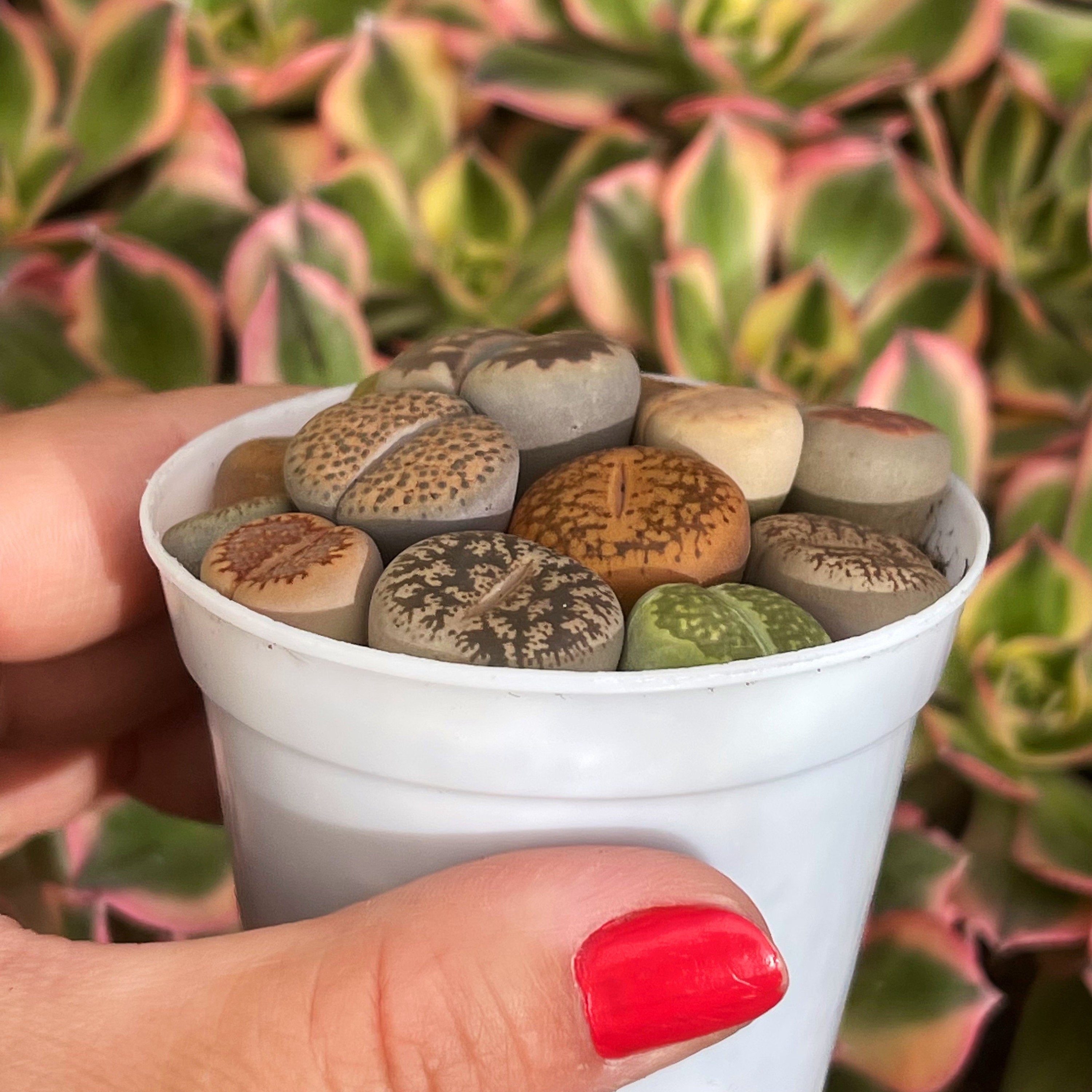 Living Stone Succulents – Lithops 1, 3, or 5 – Real Live Plants
