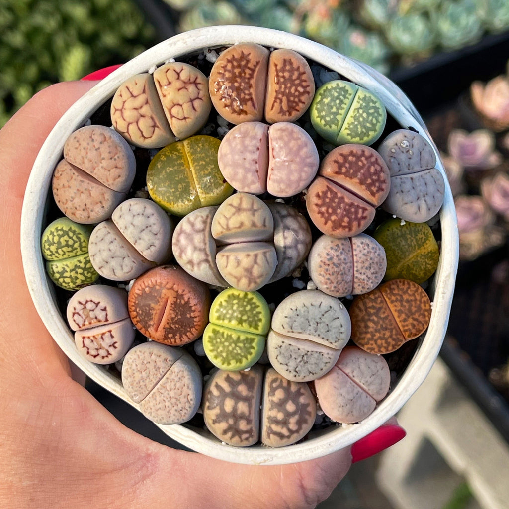 Living Stone Succulents – Lithops 1, 3, or 5 – Real Live Plants