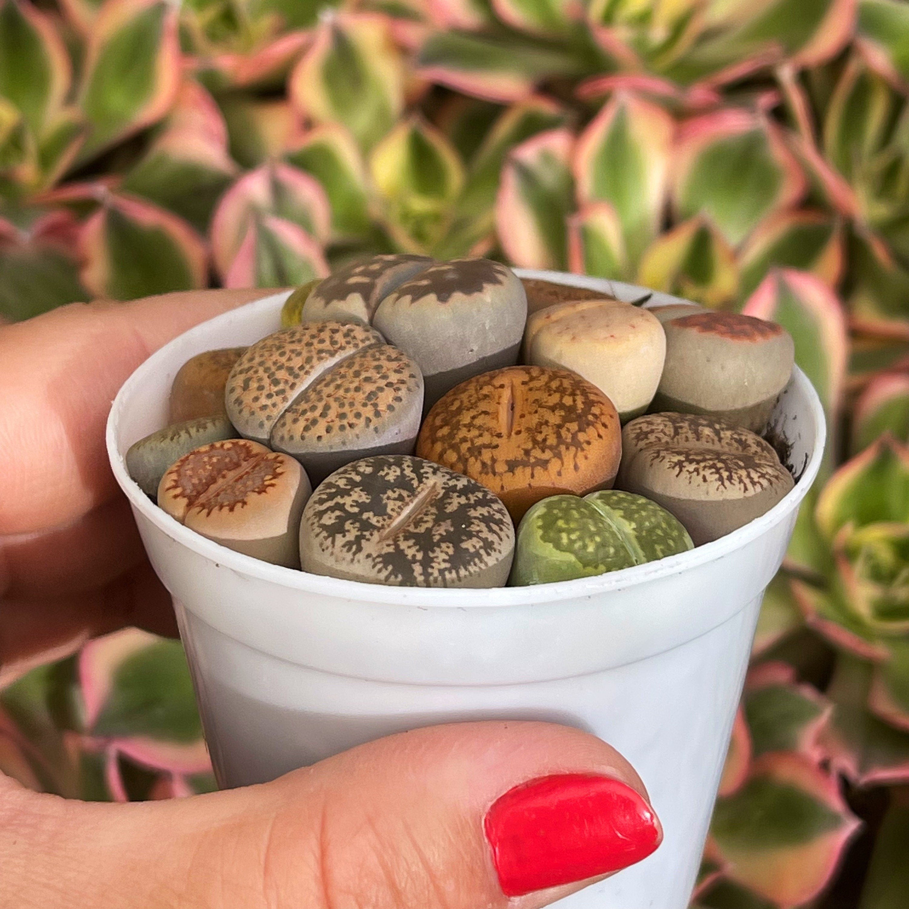 Living Stone Succulents – Lithops 1, 3, or 5 – Real Live Plants