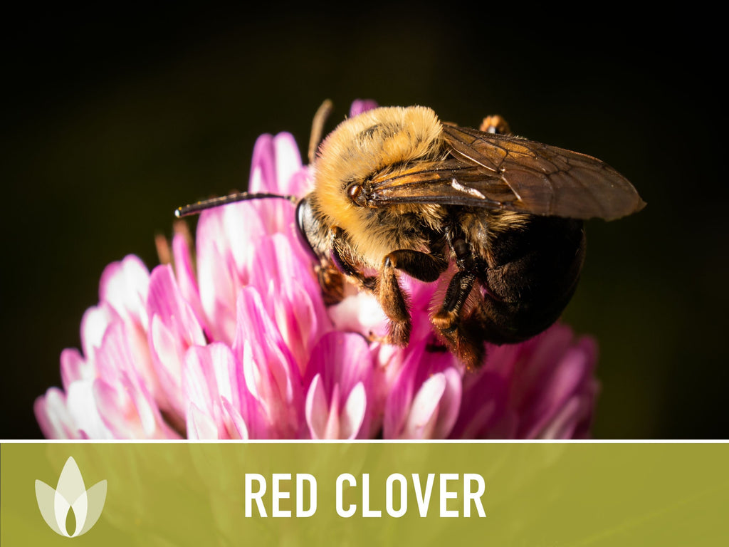 Heirloom Red Clover Seeds – Herbal Tea, Microgreens, Sprouting