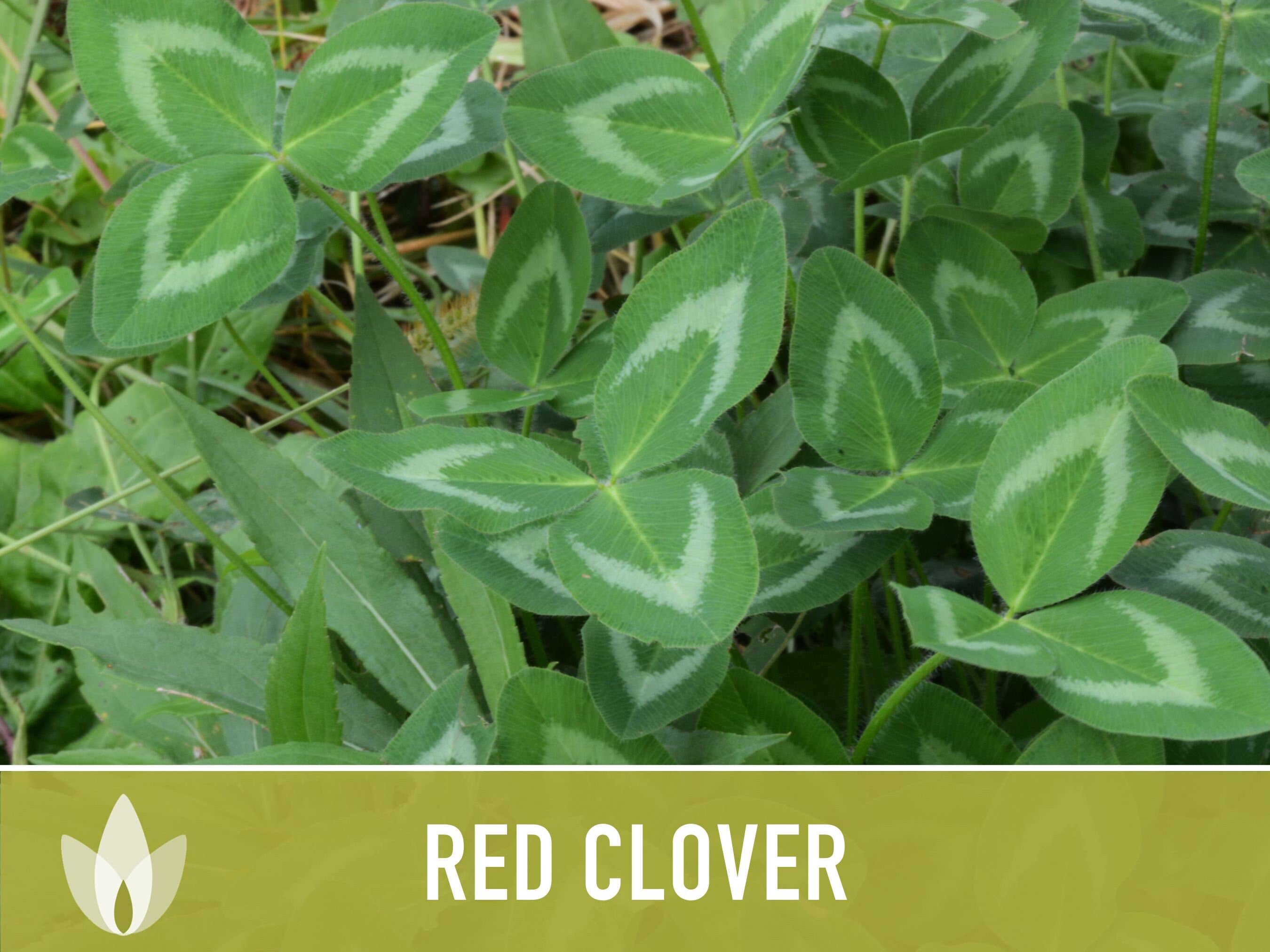 Heirloom Red Clover Seeds – Herbal Tea, Microgreens, Sprouting