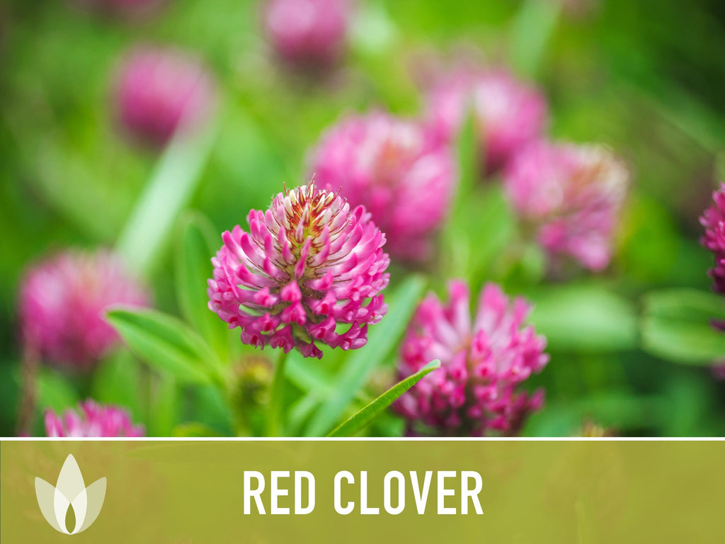 Heirloom Red Clover Seeds – Herbal Tea, Microgreens, Sprouting