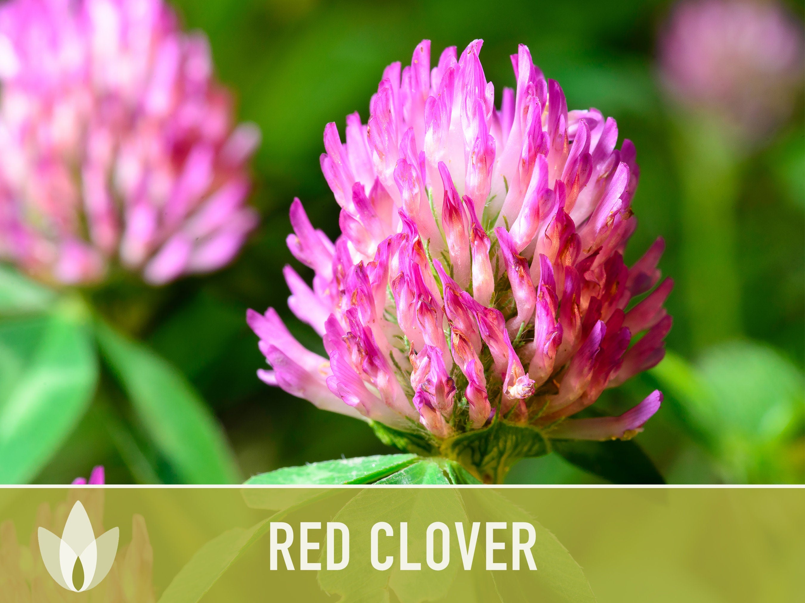 Heirloom Red Clover Seeds – Herbal Tea, Microgreens, Sprouting